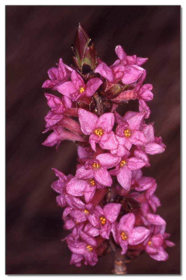 Daphne mezereum